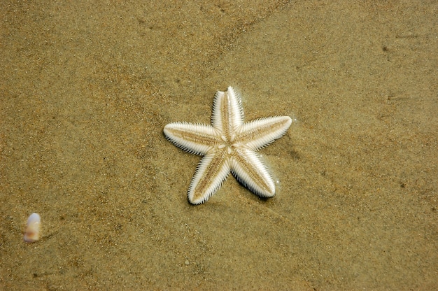 Étoile de mer