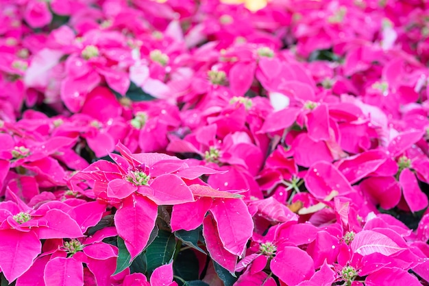 Étoile de Noël ou Euphorbia pulcherrima dans le jardin