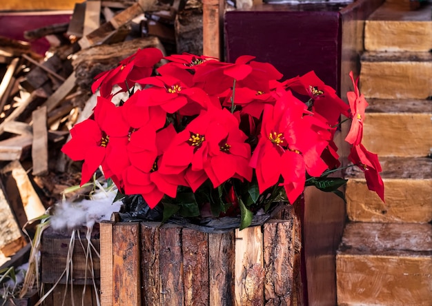 Étoile de Noël de poinsettia dans un pot fait de planches en bois pour Noël et nouvel an