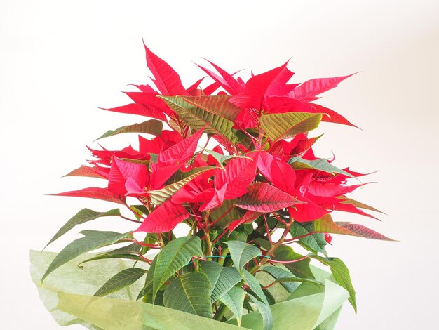 Étoile de Noël poinsettia