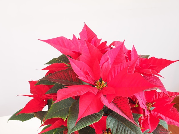 Étoile de Noël poinsettia