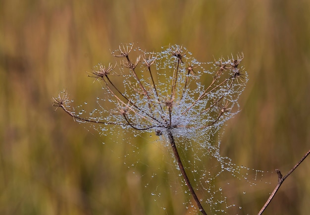 Toiles d'araignée dans la rosée du matin