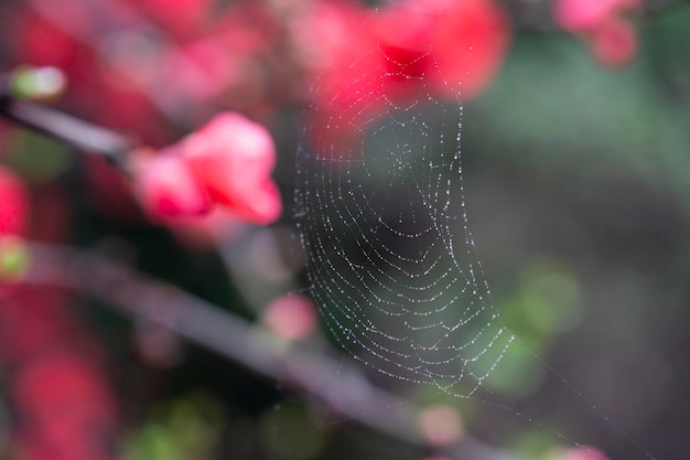 Toiles d'araignées dans les gouttes de pluie dans l'espace de copie de mise au point sélective du jardin de printemps