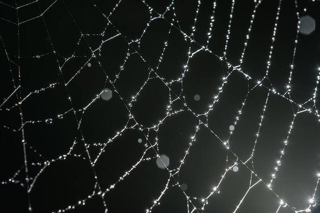 Des toiles d'araignées avec des gouttes après la pluie du matin.