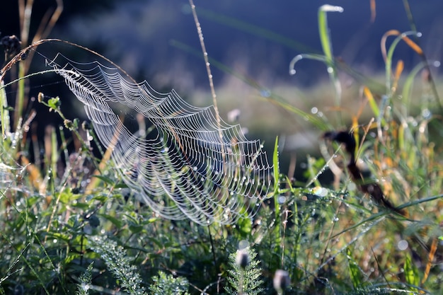 Toiles d'araignées le matin l'herbe