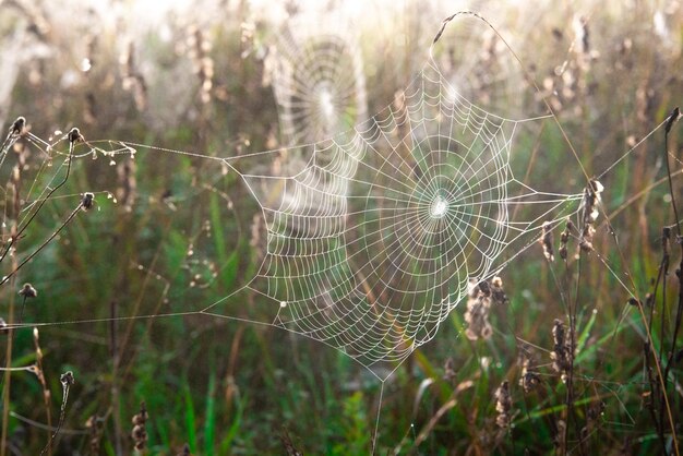 Les toiles d'araignées sur les plantes se bouchent dans la nature.