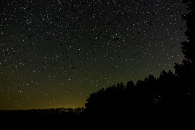 Étoiles dans le ciel la nuit. Espace extra-atmosphérique au-dessus de la forêt