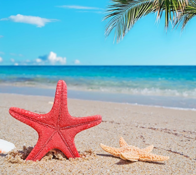 Étoiles de mer au bord du rivage sous un palmier