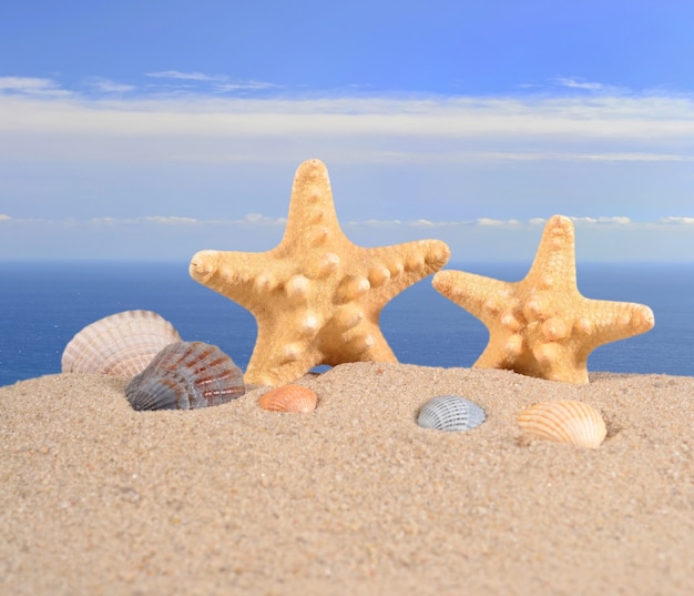 Étoiles de mer et coquillages sur le sable d'une plage sur fond de mer