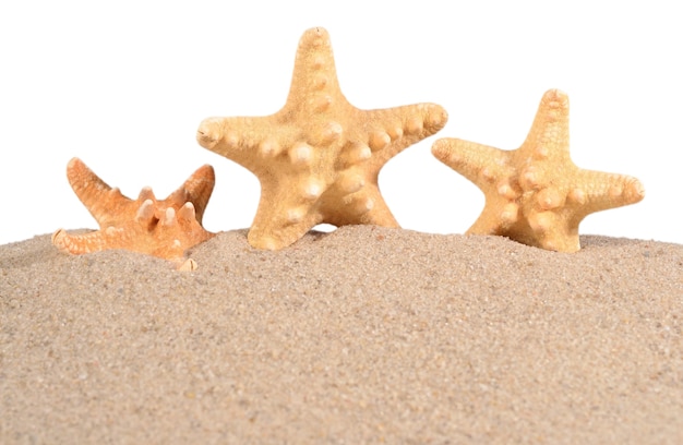 Étoiles de mer dans une plage de sable sur fond blanc