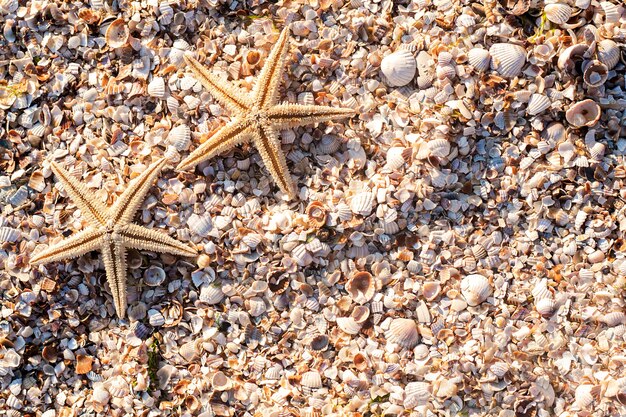 Étoiles de mer sur fond de coquillages par une journée ensoleillée. Vue de dessus, mise à plat.