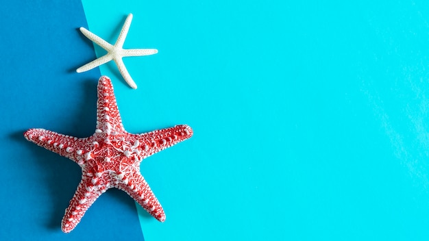 Étoiles de mer sur fond de papier bleu avec espace libre pour le texte. Concept de fond de voyage et d'été.