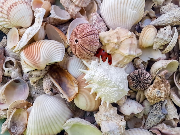 Étoiles de mer, perles et coquillages étonnants se bouchent