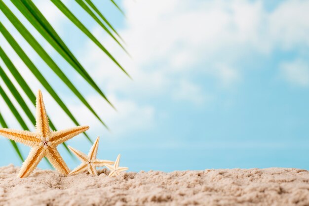 Étoiles de mer sur la plage. Fond de relaxation.