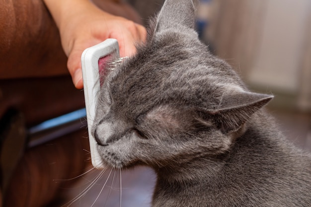 Toilettage brossage gris chat assez mignon avec une brosse spéciale close up