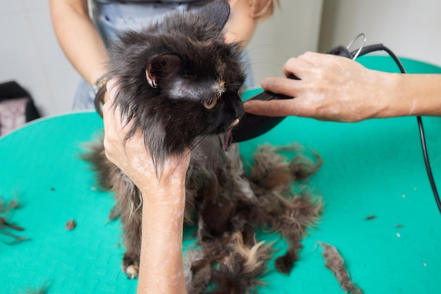 Toilettage de chat dans un salon de beauté pour animaux de compagnie maître de toilettage coupe et rase un chat s'occupe d'un chat que le vétérinaire utilise