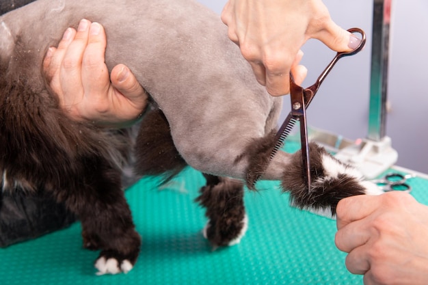 Toilettage de chat dans un salon de beauté pour animaux de compagnie