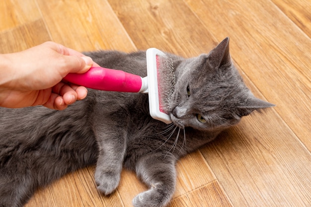 Toilettage chat gris avec une brosse