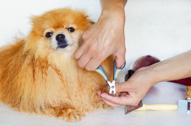 Toilettage d'un chien mouillé. Maître toiletteur peignant, séchant les cheveux, coupant les griffes de Poméranie. Salon de coiffure pour animaux de compagnie. Hygiène professionnelle et soins de santé pour animaux dans une clinique vétérinaire.