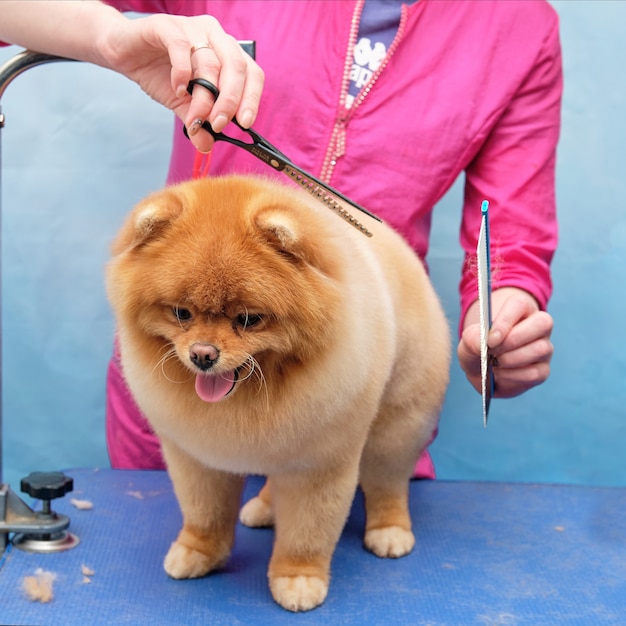 Toilettage d'un chien de Poméranie