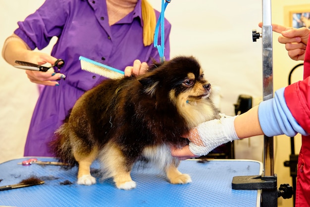 Toilettage des chiens Spitz Pomeranian en cabine