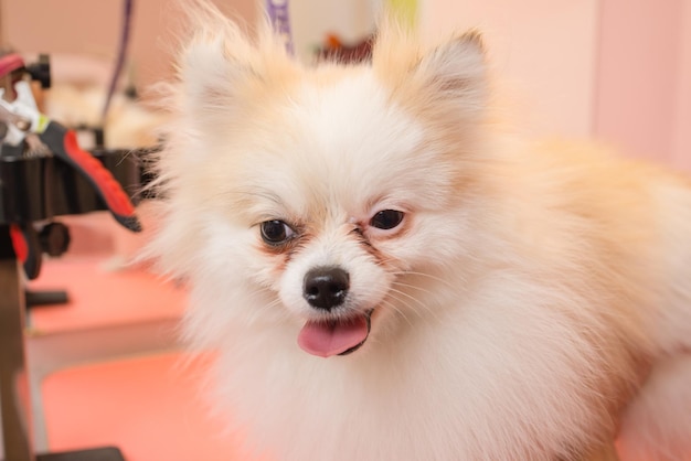 Toilettage des chiens Spitz Pomeranian dans la cabine.