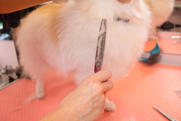 Toilettage des chiens Spitz Pomeranian dans la cabine.