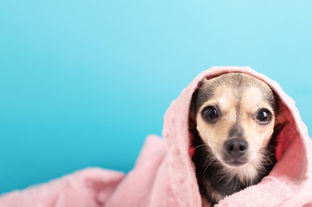 Le toilettage de dogspets chiot terrier mignon après une coupe de cheveux et un lavage dans le salon se trouve dans une serviette rose avec espace de copie