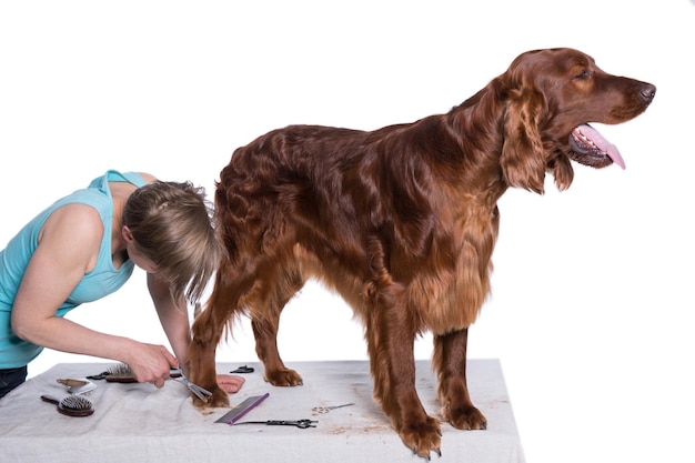 Toilettage pour chien Toiletteur pour animaux de compagnie Brosser les cheveux de Dog39s avec un peigne au salon