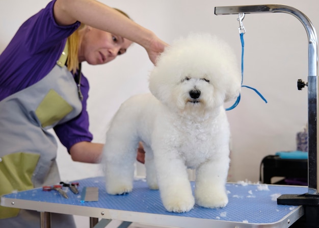 Toilettage et soins du chien bishon sur la table.