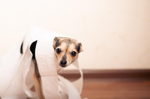 Toilettes pour chiens petit terrier dans une pile de papier