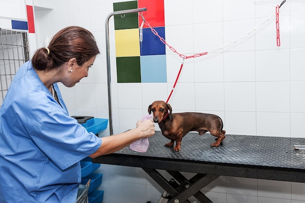 Le toiletteur de chien souriant le toiletteur du chien