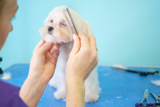 Un toiletteur domestique peigne un chiot maltais avec un peigne..