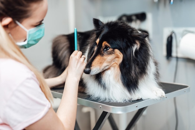 Toiletteur femelle brossage chien Rough Collie au salon de toilettage.