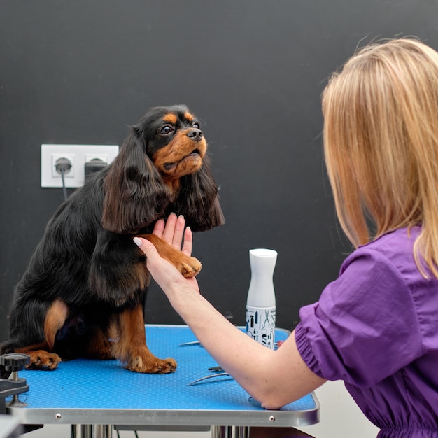 Toiletteur femme toilettage cocker spaniel dans un salon de chien