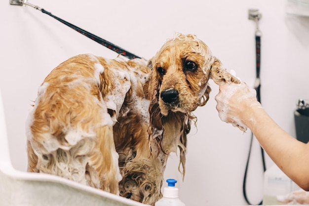 Le toiletteur lave le chien dans la salle de bain