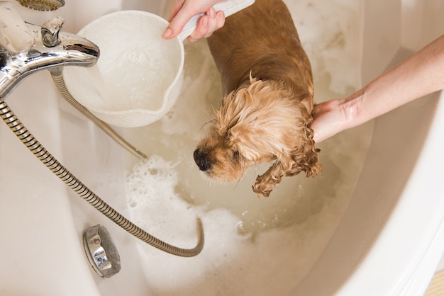 Le toiletteur lave le chien avec de la mousse et de l'eau