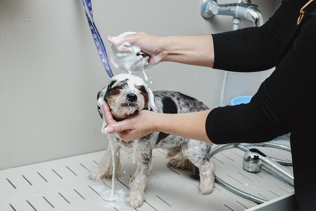 Photo un toiletteur lave un petit chien.