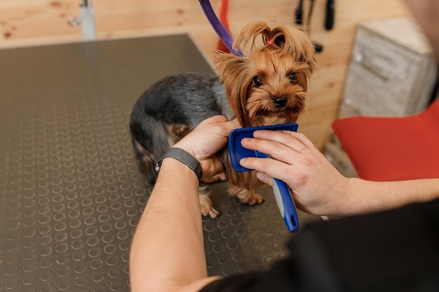 Toiletteur mâle se brosser les cheveux des poils de chien Yorkshire terrier avec un peigne après le bain au salon de toilettage