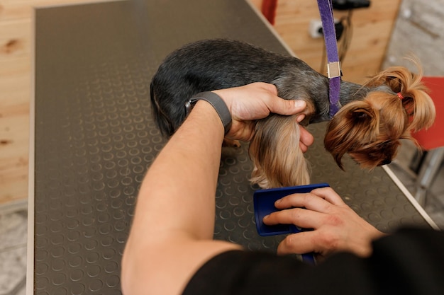 Toiletteur mâle se brosser les cheveux des poils de chien Yorkshire terrier avec un peigne après le bain au salon de toilettage