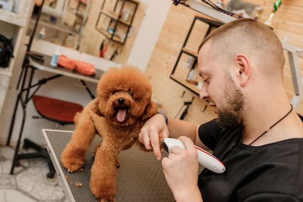 Toiletteur masculin professionnel faisant la coupe de cheveux du chien de tasse de thé de caniche au salon de toilettage avec l'équipement professionnel