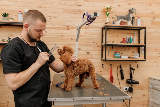 Toiletteur masculin professionnel faisant la coupe de cheveux du chien de tasse de thé de caniche au salon de toilettage avec l'équipement professionnel