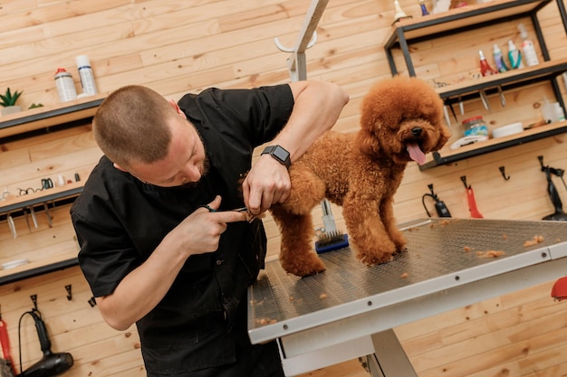 Toiletteur masculin professionnel faisant la coupe de cheveux du chien de tasse de thé de caniche au salon de toilettage avec l'équipement professionnel