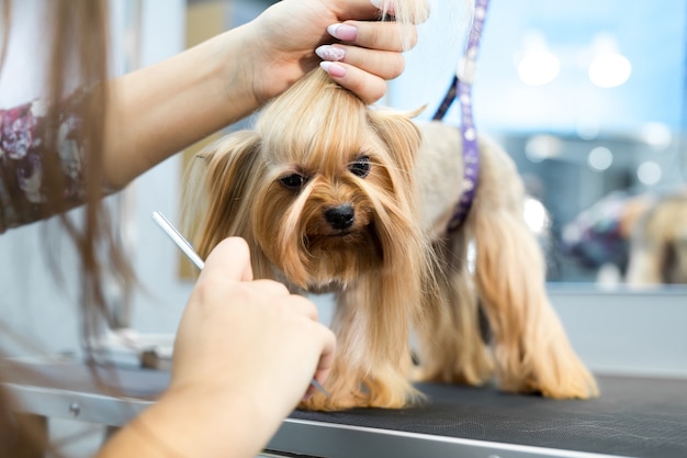 Le toiletteur met un arc sur la tête du chien