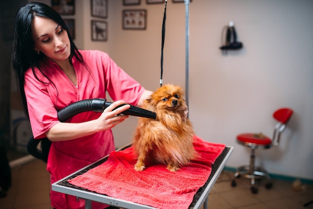 Toiletteur pour animaux de compagnie femelle fourrure de chien sèche avec un sèche-cheveux, chiot laver dans un salon de toilettage. Groom professionnel et coiffure pour animaux domestiques