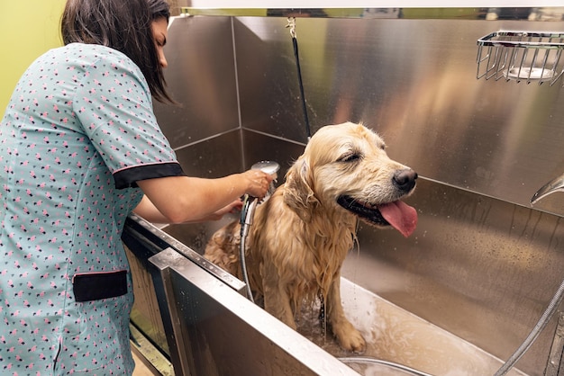 Toiletteur professionnel lavant le chien