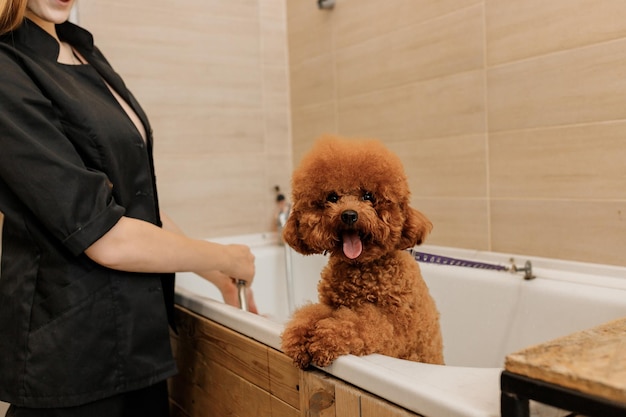 Un toiletteur qualifié professionnel lave soigneusement la tasse de thé caniche chien dans le bain avant la procédure de toilettage