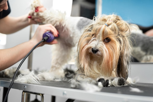 Un toiletteur rase la fourrure d'un chien avec un rasoir dans un salon de coiffure