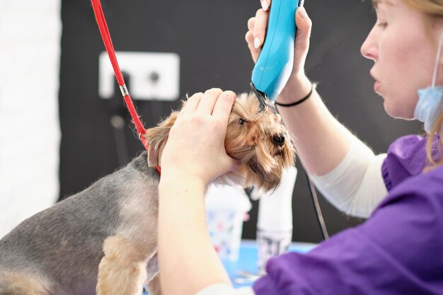 Une toiletteuse coupe les cheveux d'un yorkshire terrier avec une tondeuse