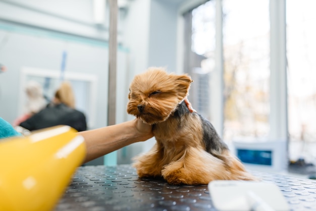 Toiletteuse avec sèche-cheveux cheveux secs de chien drôle après la procédure de lavage, salon de toilettage.